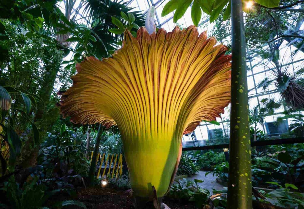 How Big is the Biggest Flower