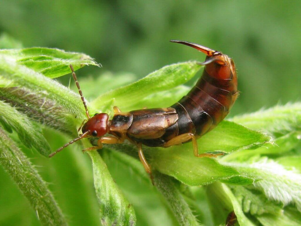 Learn More About The Typical Earwig Diet