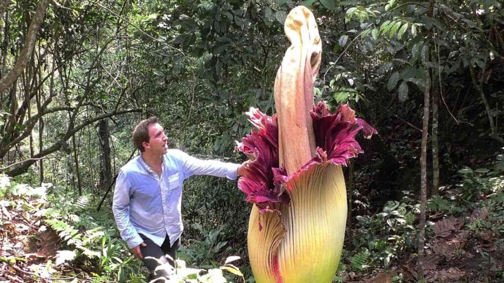 Where Can You See Biggest Flower in the World